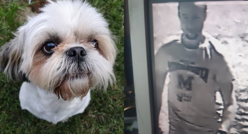 Zaginął pies rasy shih tzu. Pomóżcie w poszukiwaniach Reksia [NAGRANIE Z MONITORINGU]