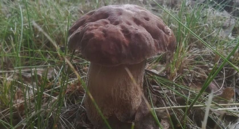 Grzyby w Borach Tucholskich już się pojawiły. Jakie gatunki rosną?