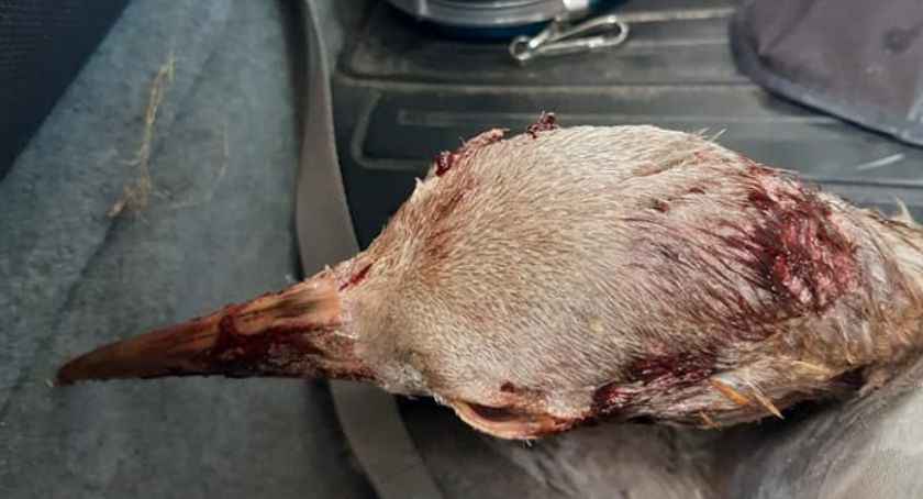 Leśnicy ratowali żurawia. Jak został ranny?
