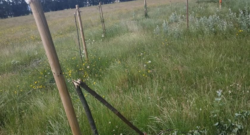 Wandale grasują po Pruszczu. Wójt zapowiada walkę