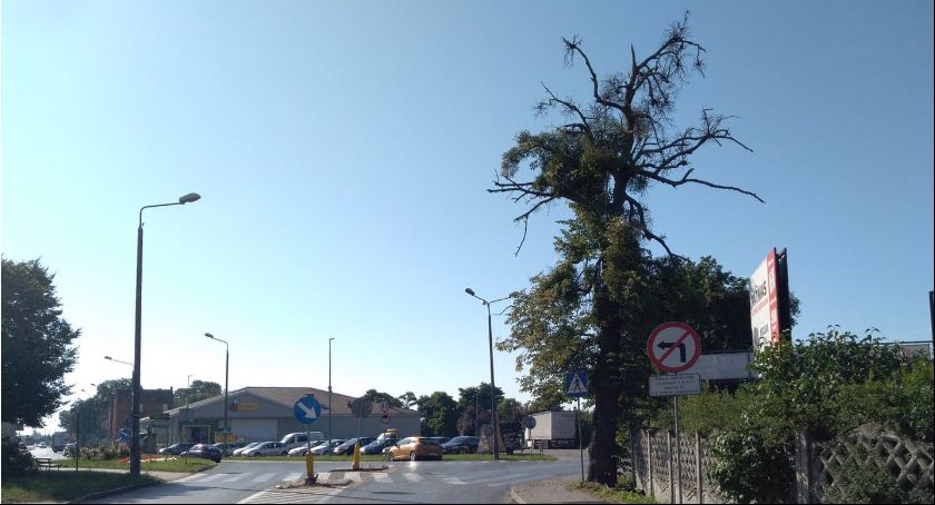 Drzewo zagraża przechodniom. Co na to urzędnicy?