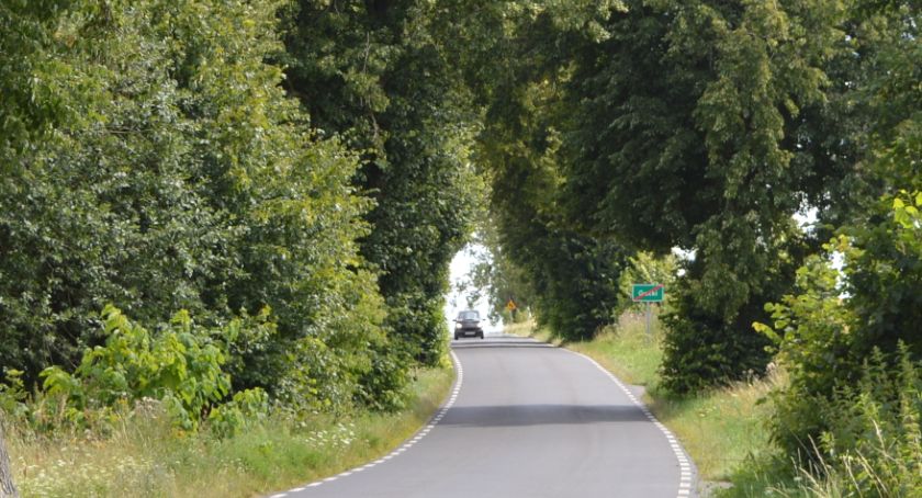 Krzaki i odrosty drzew wchodzą w skrajnię jezdni. Interweniujemy w Powiatowym Zarządzie Dróg