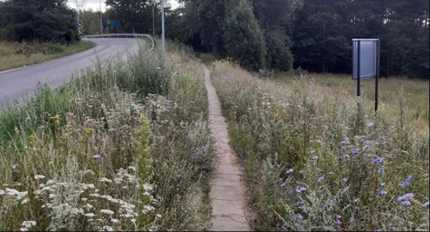 Chodnik zarasta krzakami. Nie można iść z wózkiem na spacer