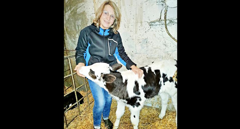 Rodzina Kowalskich z Mirowic stawia na produkcję mleczną. Zaczynali od kilku sztuk, dziś mają 150 krów