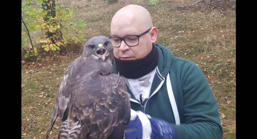 Uczniowie z Osia uratowali rannego ptaka. Jutro drapieżnik trafi do ośrodka