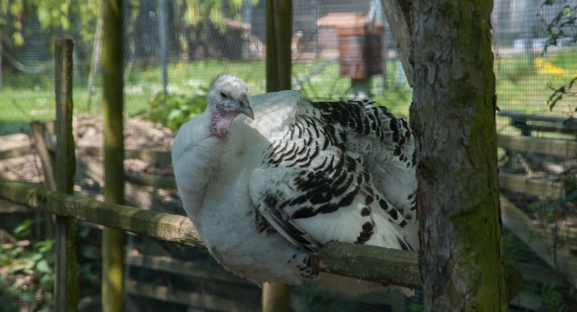 Ognisko ptasiej grypy w sąsiednim powiecie. 11 tys. indyków zostanie zutylizowanych