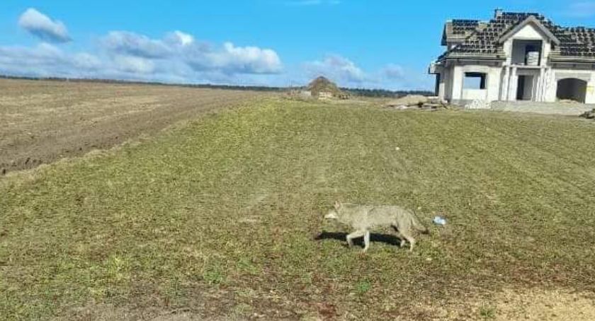 Wilki w gminie Pruszcz i Świekatowo. Czy są zagrożeniem?