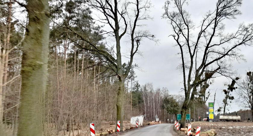 Wycinka dębów pod remont drogi nadal wstrzymana. Sprawdzamy dlaczego [NOWE INFORMACJE]