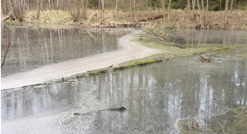 Śmierdzące ścieki w lesie. Sprawę bada prokuratura [ZDJĘCIA]