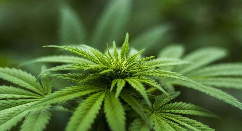 Plantacja marihuany zlikwidowana. Zarzutów jest więcej [ZDJĘCIA]