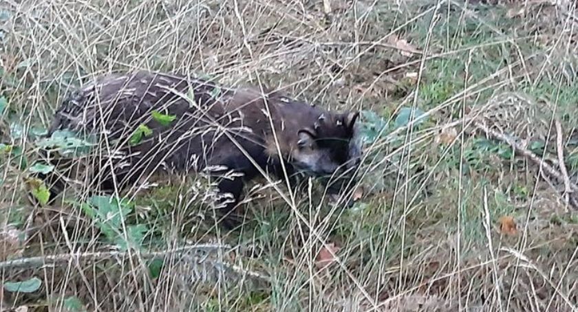 Jenot chory na wściekliznę został odnaleziony w Nadleśnictwie Dąbrowa. - Proszę uważać, ale nie popadać w panikę - apelują leśnicy