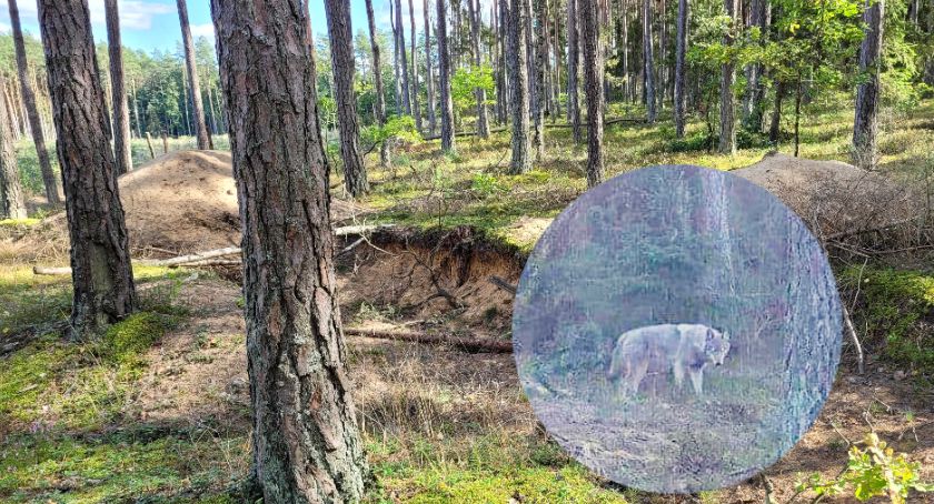 Wilki zagryzają psy i podchodzą coraz bliżej gospodarstw. Co na to leśnicy?