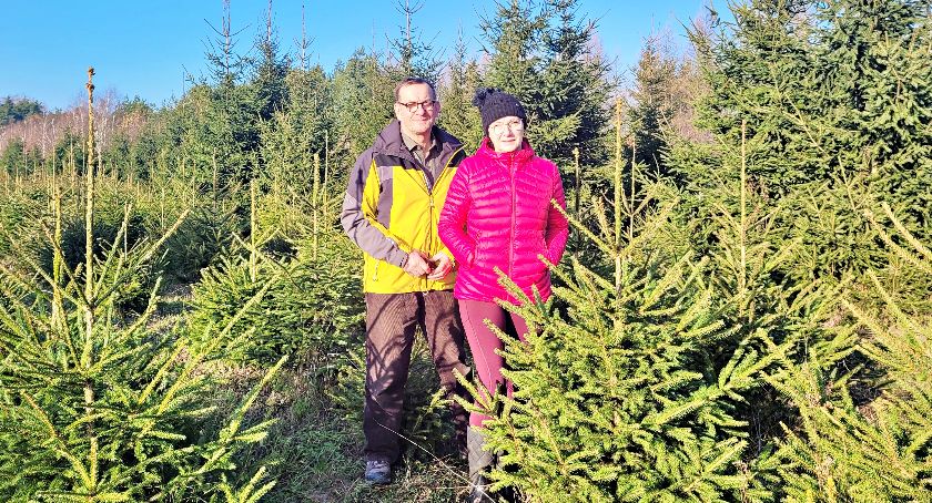 Zaczynają się żniwa dla plantatorów choinek. Jakie trudności napotykają w swojej drodze?