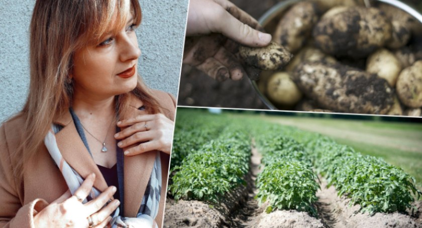 Dlaczego jemy coraz mniej ziemniaków? Rolnicy z regionu mają na to swoje teorie