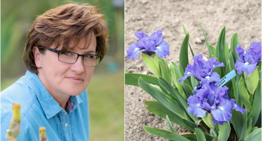 Irisland w Laskowicach. Katarzyna Zalewska-Taylor zaprasza na spacer wśród wyjątkowych kwiatów