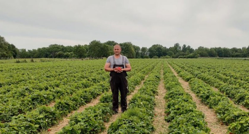 Janusz Wiejak, plantator z Wiąga mówi, że ceny truskawek teraz najbardziej zależą od pogody