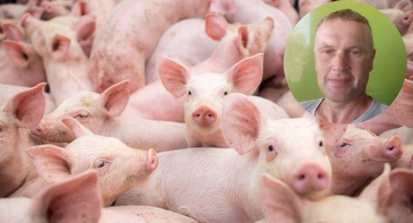 W powiecie hoduje się coraz mniej świń. Wkrótce wieprzowina może stać się luksusem 