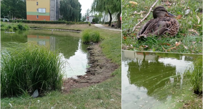 Kaczki zdychają przy Małym Blankuszu. Mamy wypowiedź specjalisty na temat prawdopodobnych przyczyn