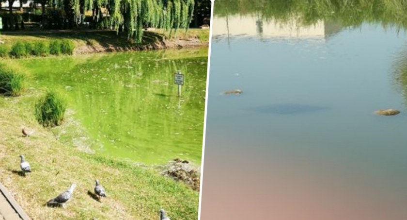 Mały Blankusz w Świeciu. - Pojawiły się śnięte ryby – alarmuje Czytelniczka