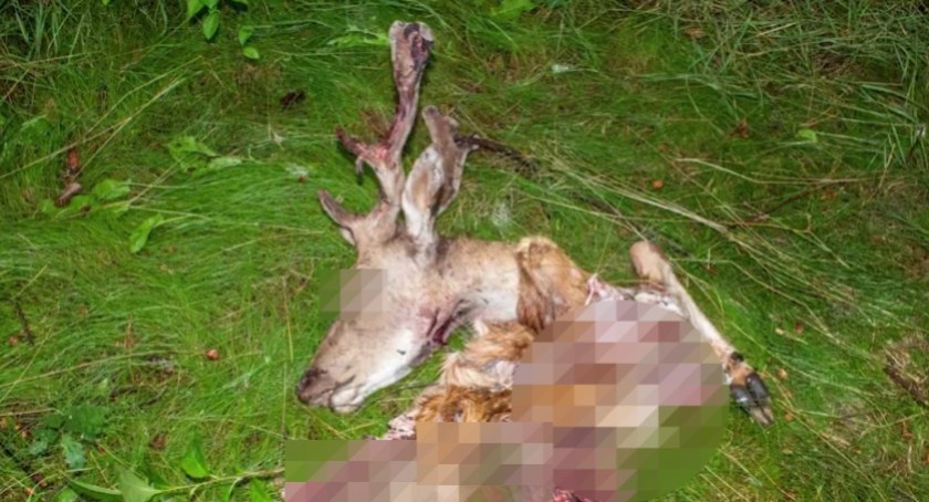 Szczątki danieli w Jeżewie. Autor nagrania podaje za sprawców wilki [UWAGA! DRASTYCZNE ZDJĘCIA]