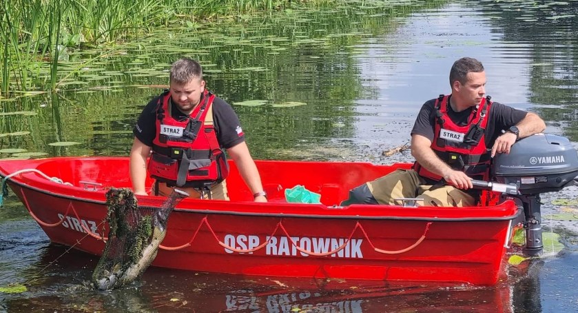 Śnięte ryby wyłowione w okolicach Świecia. Sprawą zajęło się zarządzanie kryzysowe