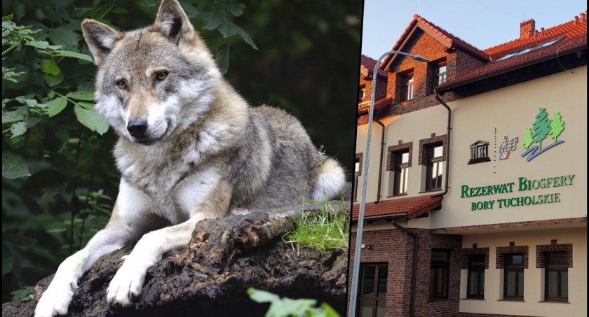 Wilcza noc z Wdeckim Parkiem Krajobrazowym. Fachowcy rozwieją wątpliwości na temat gatunku