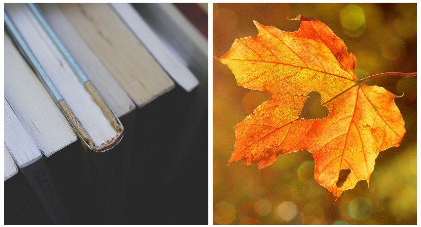 Miejska Biblioteka Publiczna w Świeciu zaprasza na Rodzinne Warsztaty Jesienne. Wykonaną na zajęciach ozdobę uczestnicy będą mogli udekorować swoje mieszkania