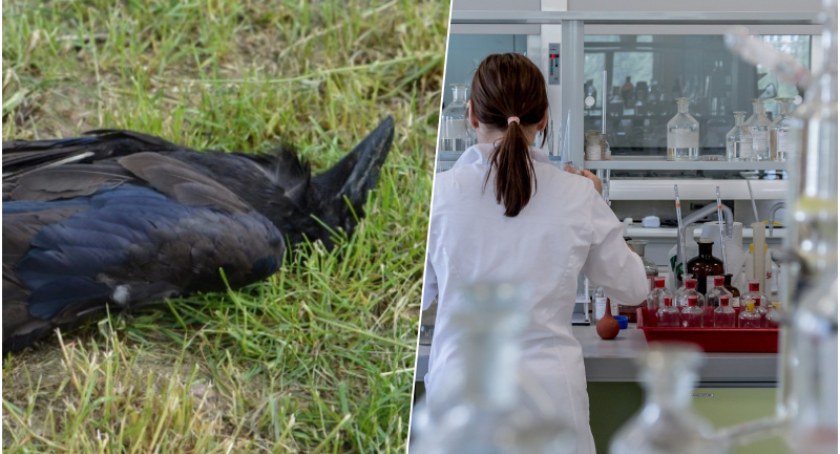 Martwe kruki i myszołowy znalezione w pobliżu biogazowni. Znamy szczegóły dochodzenia prokuratorskiego