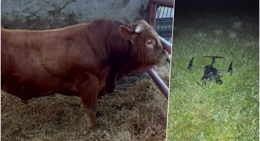 Strażacy szukali w nocy ogromnego byka. Nadal jest poszukiwany