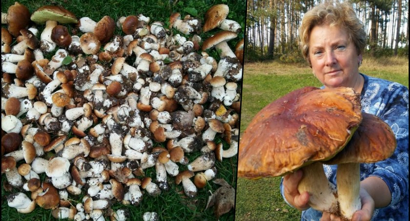 Grzyb gigant. Barbara Śliwa znalazła rekordowy okaz w gminie Nowe