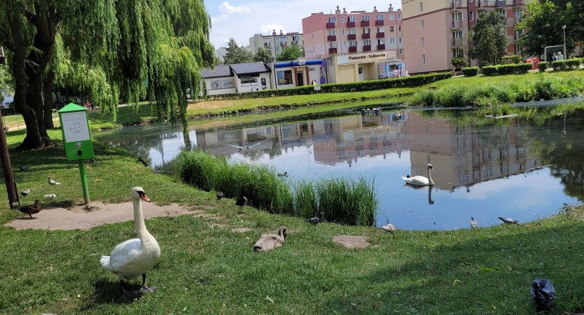 Przyczyny śmierci ptaków na Mariankach. Są wyniki badań [OŚWIADCZENIE BURMISTRZA]