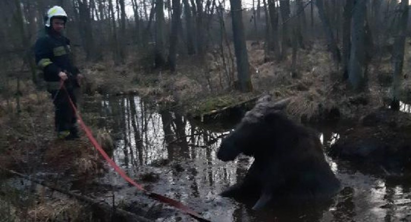 To mogło skończyć się źle. Łoś ugrzązł w bagnie