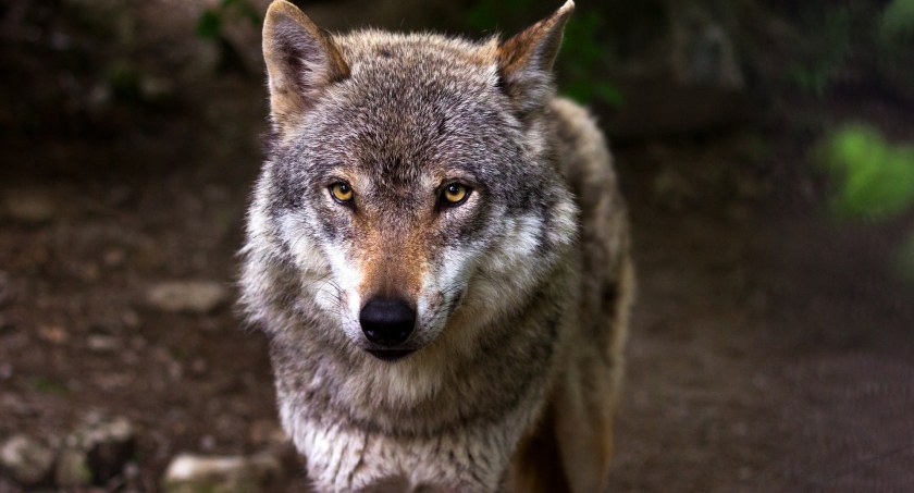 Wilki w okolicach Lniana. Urzędnicy proszą mieszkańców o zachowanie ostrożności