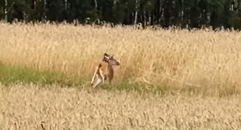 Daniel zaplątał się porożem w wyłączony pastuch. Szczęśliwie został uratowany