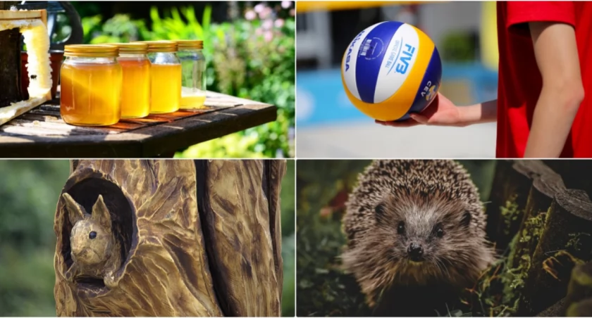 Piknik z okazji Dnia Leśnika. Co w programie? [ZAPOWIEDŹ]