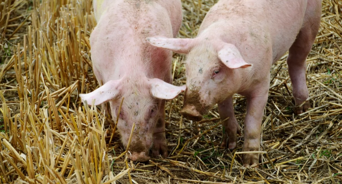 Ognisko afrykańskiego pomoru świń. Wydano rozporządzenie dla miejscowości w powiecie świeckim