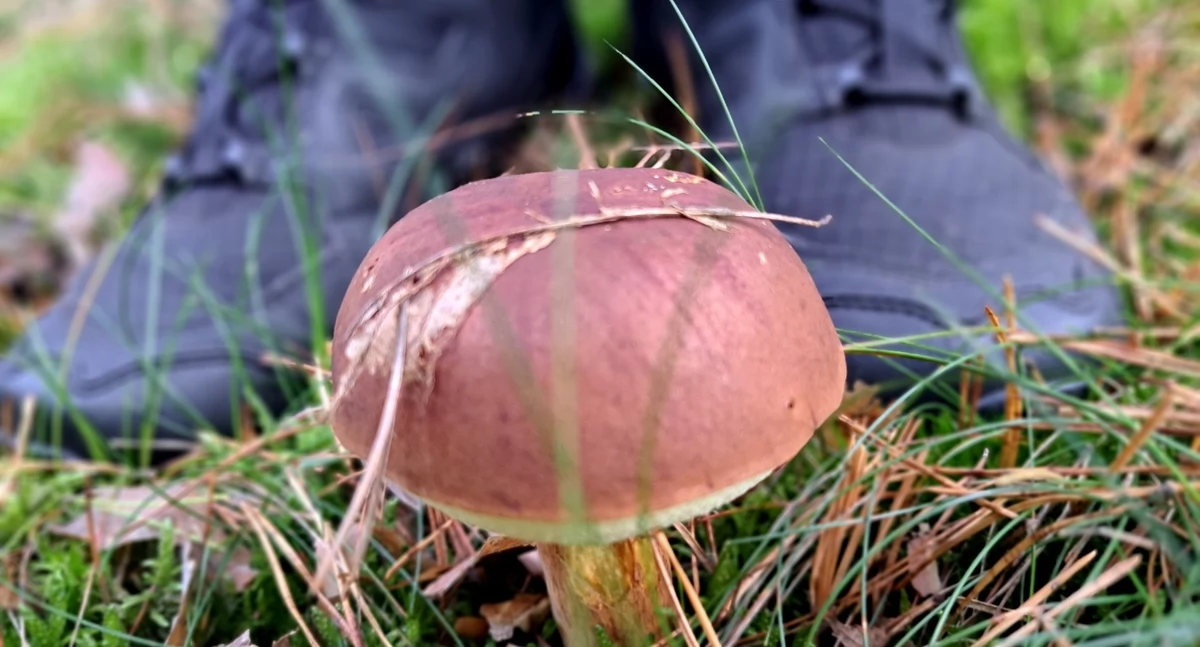 Sezon grzybowy w pełni. Jak nie zgubić się w lesie?