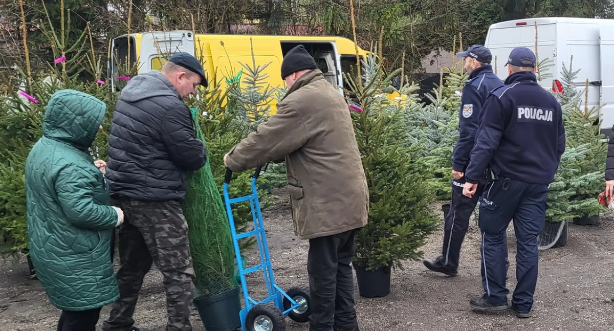 Apel policji! Kupujmy choinki z legalnych źródeł