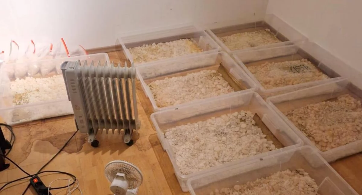 Fabryka narkotyków w powiecie świeckim. W tle obława, strzelanina i ogromne pieniądze