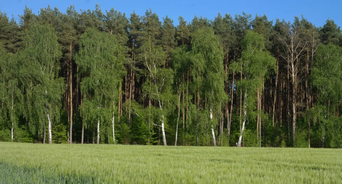 Tutaj obowiązuje zakaz wstępu do lasu. Trwają opryski!
