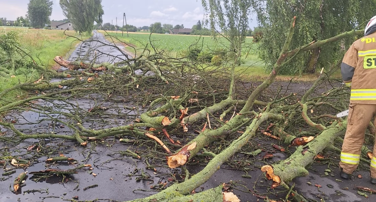 Nawałnica w powiecie świeckim. Strażacy podali dane