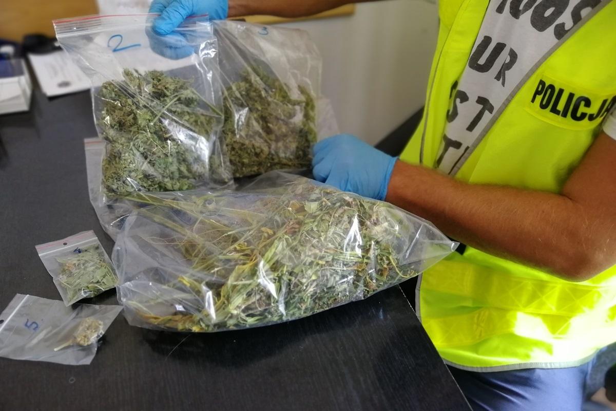 Ćwierć kilograma marihuany ukrył na działce w Świeciu. Teraz grozi mu 10 lat więzienia