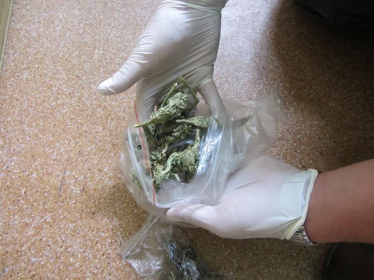 Wielka plantacja marihuany w Świekatowie. W poniedziałek wjechała tam policja z Poznania