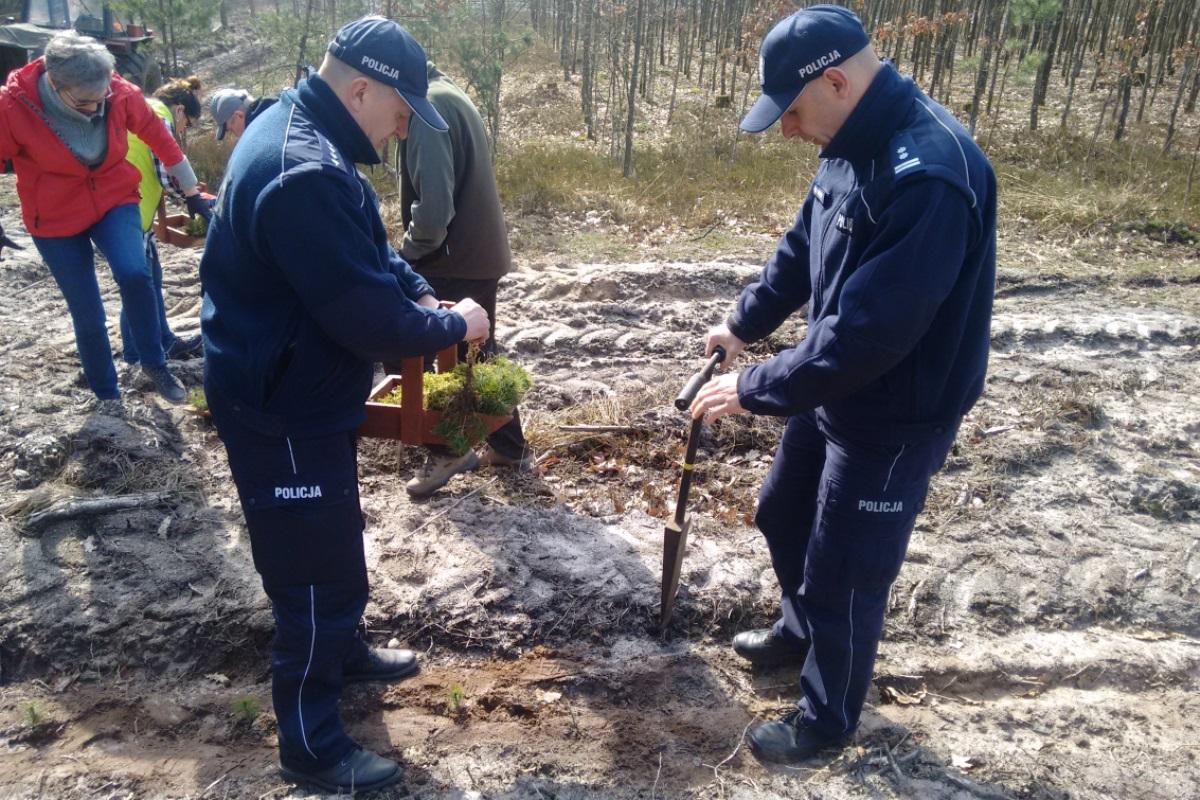 Policjanci ze Świecia sadzili drzewa. W ten sposób upamiętniali zbliżającą się setną rocznicę odzyskania przez Polskę niepodległości [ZDJĘCIA]