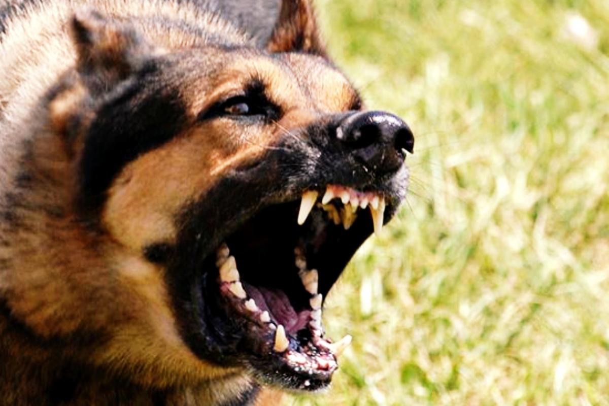 Dwa duże psy terroryzują Bukowiec. Zagryzły już świnię i dwa spaniele. Co na to policja?