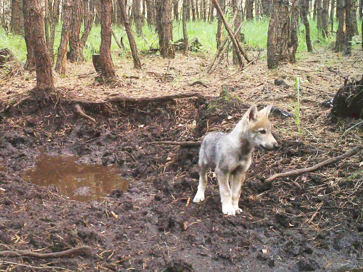 Pojawiają się kolejne informacje o wilkach widzianych w powiecie. Czy to prawda? Co warto wiedzieć o wilkach?
