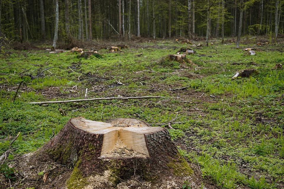 Kurenda w sprawie usuwania drzew na nieruchomościach stanowiących własność osób fizycznych - Lniano [KOMUNIKAT]