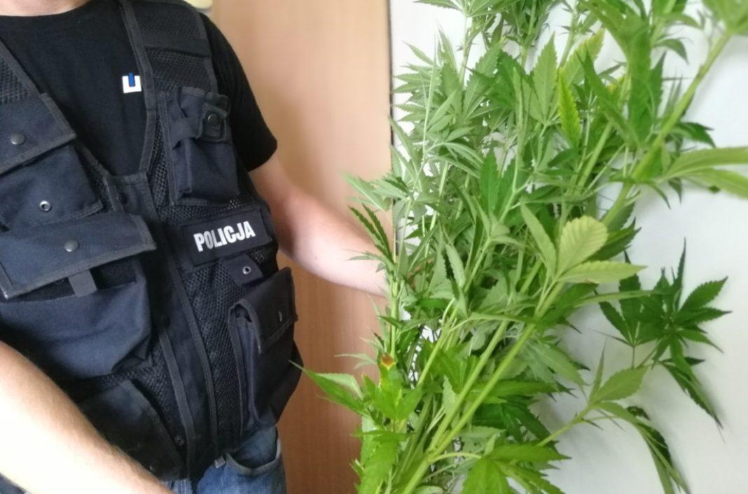 Plantacja konopi zlikwidowana
