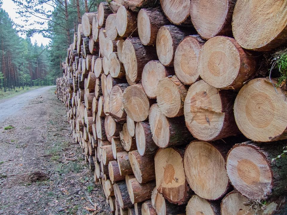 Zmieniły się przepisy w sprawie wycinki drzew