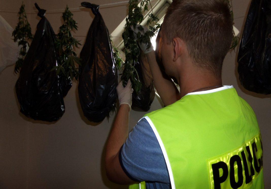 37-latka z Warlubia uprawiała konopie